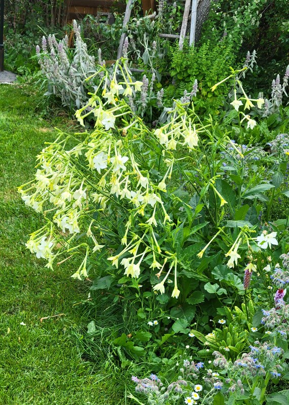 sweet tobacco plant White NICOTIANA alata Seeds I Heirloom Flowering Tobacco, Jasmine  fragrance, moon garden attracts moths, hummingbirds, Sweet Tobacco