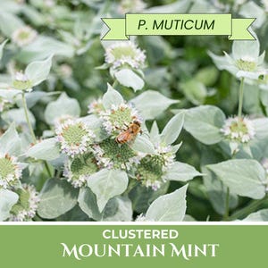 200 P. MUTICUM Seeds | Clustered Mountain Mint, Perennial USDA zone 4-8, Native, tea herb, bees pollinators, Pycnanthemum muticum