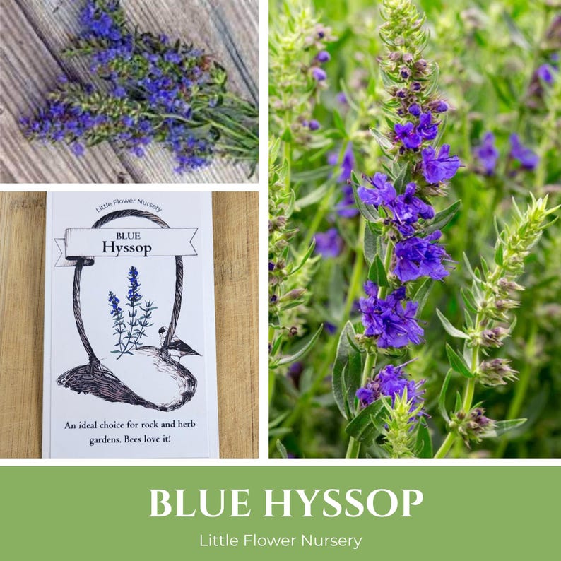 LittleFlowerNursery Hyssop Seeds - Thumbnail 5