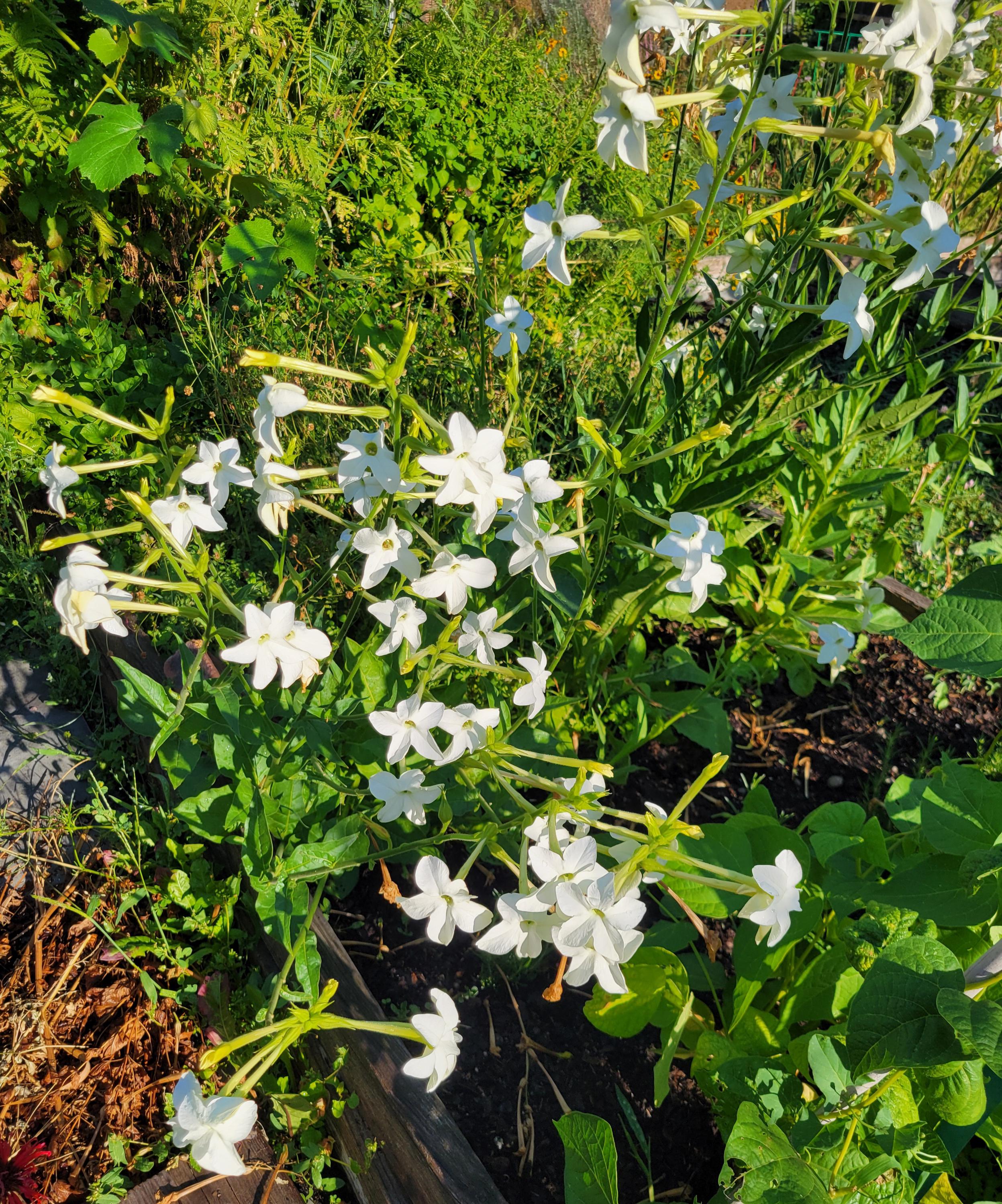 nicotiana jasmine tobacco seeds Plants can grow 36 Tobacco, Flowering/Jasmine A Thousand