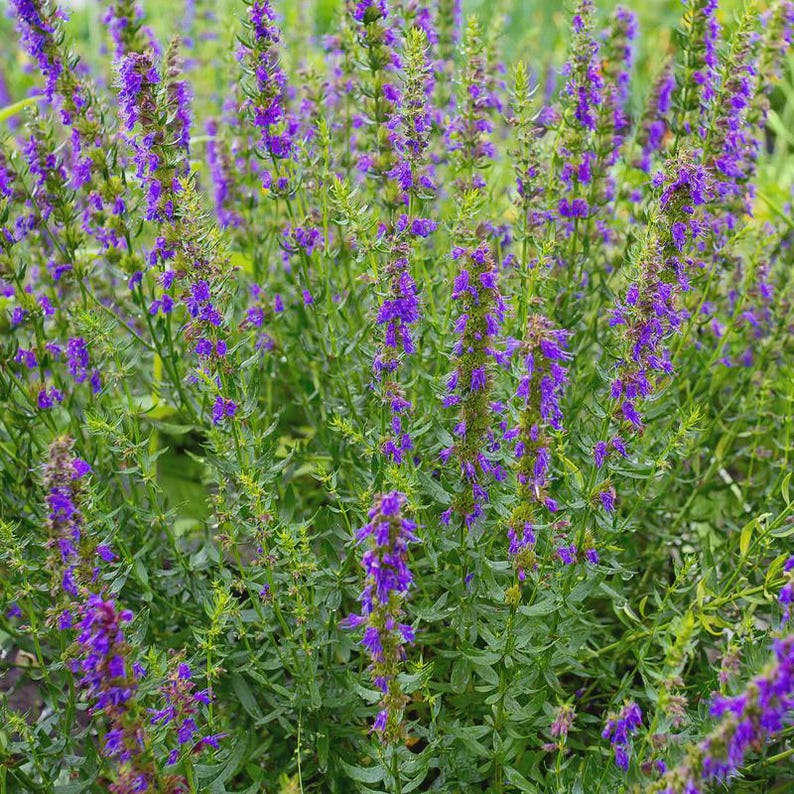 LittleFlowerNursery Hyssop Seeds