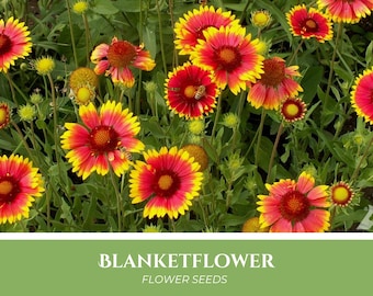 100 Blanketflower Seeds | Gaillardia aristata, perennial, red flowers, Pacific Northwest wildflower native