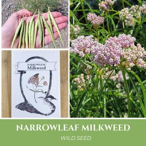 150 NARROWLEAF Milkweed Seeds | Asclepias fascicularis WILD seed, California Idaho native, monarch host plant, Asclepia whorled leaf