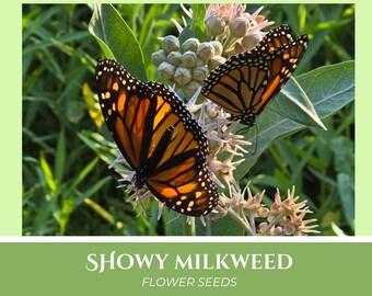 Pode incluir: Duas borboletas Monarca com asas laranja e pretas pousam em uma flor de algodão-do-brejo. A imagem tem um fundo verde com o texto "SHOWY MILKWEED FLOWER SEEDS" na parte inferior.