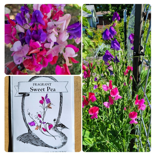 50 SEEDS Fragrant Sweet Pea - Artistic seed packet, Lathyrus odoratus, fragrance, perfume, pink & purple blooms, cottage garden