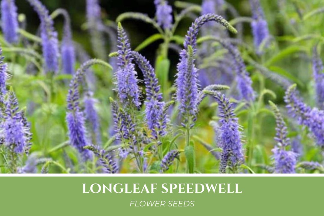 Longleaf SPEEDWELL Seeds Veronica Longifolia Garden Speedwell Longleaf SPEEDWELL Seeds Veronica Longifolia Garden Speedwell