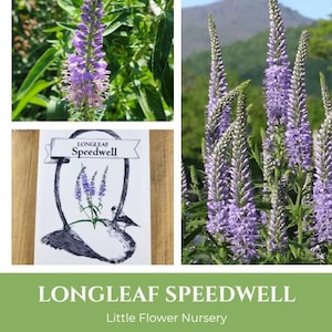 Longleaf SPEEDWELL Seeds | Veronica longifolia, Garden Speedwell, pollinator garden, bees butterflies, lavender blue spiked blooms