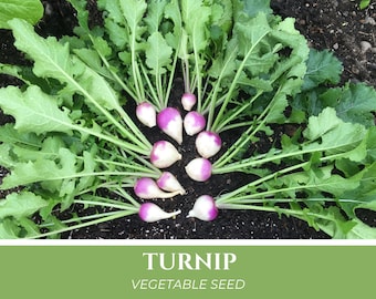 Turnip Seeds | "Purple Top White Globe", open pollinated heirloom root vegetable, Victory Garden seeds