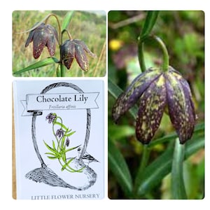 F. AFFINIS 200 Chocolate Lily Seeds - Checker Lily, perennial, wild seed,  Fritillaria affinis, RARE, Native, Inland Northwest, Shade Garden
