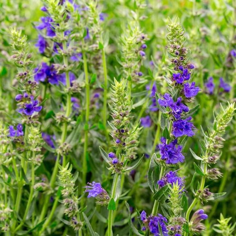 LittleFlowerNursery Hyssop Seeds - Thumbnail 2