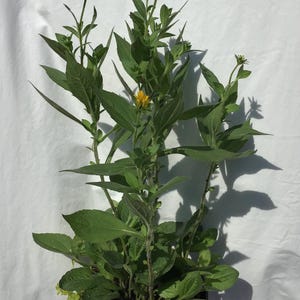 Goldstrum Black-Eyed Susan Plant(2 Gallon Pot with Creeping Jenny)+Free Pollinator Flower Seeds