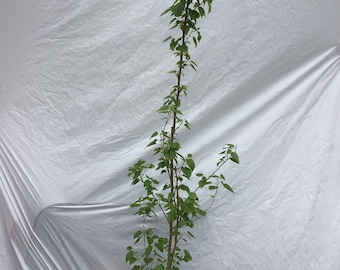 Live Mulberry Tree (5ft Tall 2 Gallon Pot) + Free Zinnia Flower Seeds