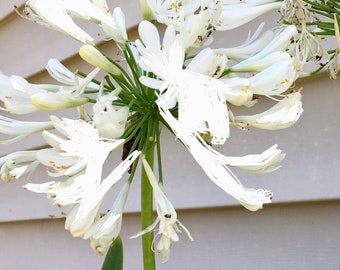Live Getty White Agapanthus Plant (Lily of the Nile) + Free Pollinator Flower Seeds
