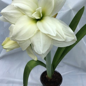 Bulbo de amaryllis marqués