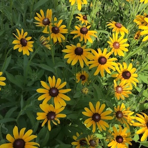 Over 70,000+ Black-Eyed Susan Seeds(Includes Rudbeckia Goldstrum + Rudbeckia Hirta)+Our Exclusive Pollinator Flower Seed Collection
