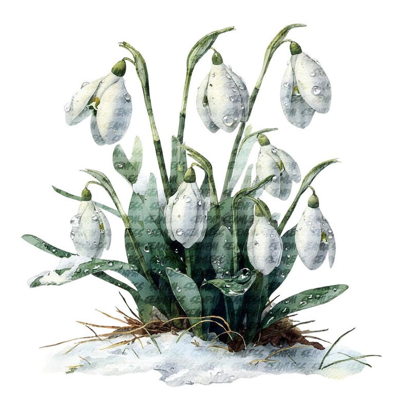 Snowdrop Clipart Spring Flowers Printable Watercolor Floral Design ...