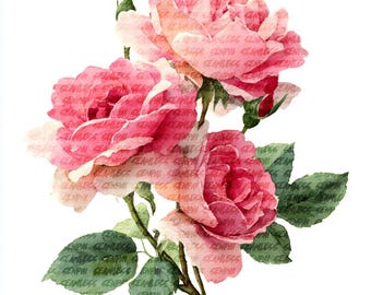 Clipart de Rosa Rosa Buquê Floral de Rosas Aquarela Papel Artesanal PNG Download Digital