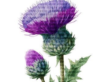 Thistle Flower Clipart Floral Watercolor Paper Craft PNG Digital Download
