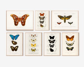 vintage Butterfly Set de 7 Impression d’art numérique, Tatouage Impression d’art numérique, Insecte Papillon et Moth Téléchargement numérique Art Print Wall Decor