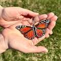 Mini Monarch Butterfly Suncatcher, Stained Glass Car Accessory, Window Hangings, Unique Gift for Mom, Handmade Home Decor, Small Decor product logo