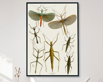 Stick Insect Art Print, Walking Stick Bug Art, Insect Illustration, vintage Art Print, Instant Download
