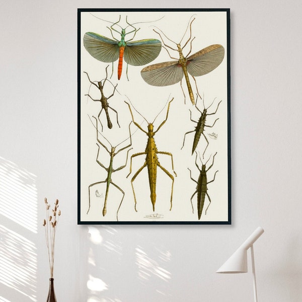 Stick Insect Art Print, Walking Stick Bug Art, Insect Illustration, Vintage Art Print, Instant Download