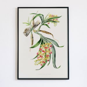 Vintage Botanical Art Print | Antique Orchid Illustration | Orchid Digital Art | Galeandra Baueri | 19th Century Art | James Bateman