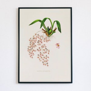 Vintage Botanical Art Print | Antique Orchid Illustration | Pink Orchid Digital Art | Oncidium Ornithorhynchum |  1850&#39;s Art | James Bateman