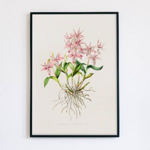 Vintage Botanical Art Print | Antique Orchid Illustration | Pink Orchid Digital Art | Barkeria Spectabilis | 19th Century | James Bateman