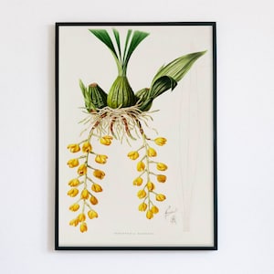 Vintage Botanical Art Print | Antique Orchid Illustration | Yellow Orchid Digital Art | Peristeria Barkeri | 19th Century Art James Bateman