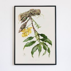 Vintage Botanical Art Print | Antique Orchid Illustration | Yellow Orchid Digital Art | Chysis Loevis | 19th Century Art | James Bateman