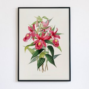 Vintage Botanical Art Print | Antique Orchid Illustration | Pink Orchid Digital Art | Sobralia Macrantha | 19th Century Art | James Bateman