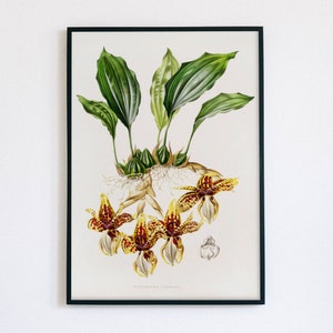 Vintage Botanical Art Print | Antique Orchid Illustration | Yellow Orchid Digital Art | Stanhopea Tigrina | 19th Century Art | James Bateman
