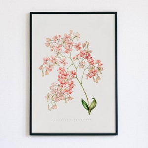 Vintage Botanical Art Print | Antique Orchid Illustration | Pink Orchid Digital Art | Epidendrum Erubescens |  19th Century | James Bateman