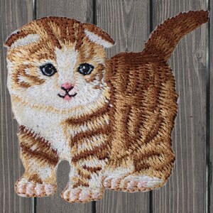 May include: A brown and white tabby kitten with folded ears. The kitten is standing on a wooden surface.