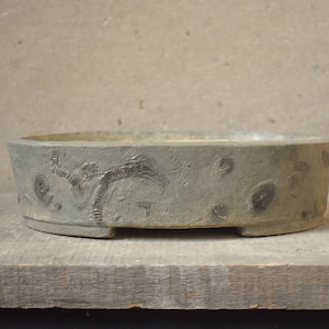 May include: A gray ceramic bonsai pot with a rounded oval shape and a textured surface. The pot has a design of fossilized sea creatures and plants.
