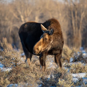 Majestic Moose Photographic Print