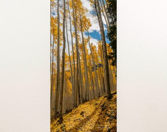 Fall Colors - "Trail in Autumn Colors" Nature Photography Print - Aspen Tree Foliage
