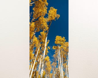 Autumn Colors Under a Blue Sky Nature Photography Print - Forest Wall Art - Aspen Tree Foliage