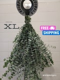 Fresh Eucalyptus Shower Bundle, Eucalyptus Shower Bundle, Indoor Eucalyptus Cuttings, Eucalyptus Plant, Eucalyptus Decor, Eucalyptus Bundle