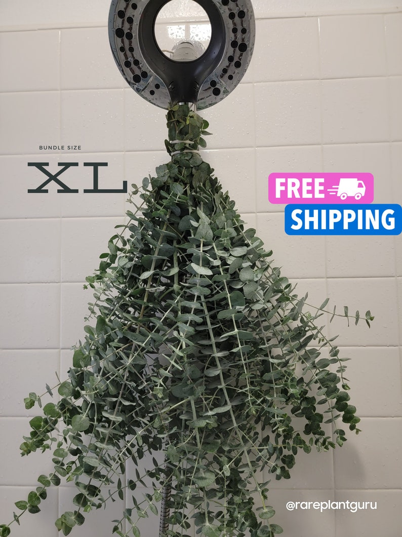 Fresh Eucalyptus Shower Bundle, Eucalyptus Shower Bundle, Indoor Eucalyptus Cuttings, Eucalyptus Plant, Eucalyptus Decor, Eucalyptus Bundle image 1