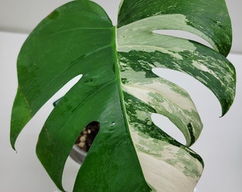 Monstera Albo Single Leaf