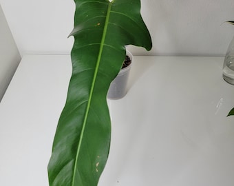 Philodendron Jerry Horne 22" single leaf with new growth