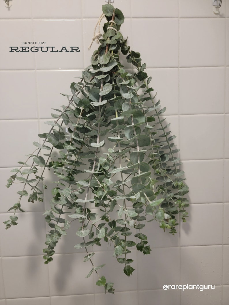 Fresh Eucalyptus Shower Bundle, Eucalyptus Shower Bundle, Indoor Eucalyptus Cuttings, Eucalyptus Plant, Eucalyptus Decor, Eucalyptus Bundle image 2