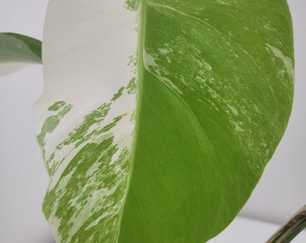 Monstera Albo variegatedVariegated | Rare Plants | House Plant | Fully rooted | US Seller | Great Gift | Albo