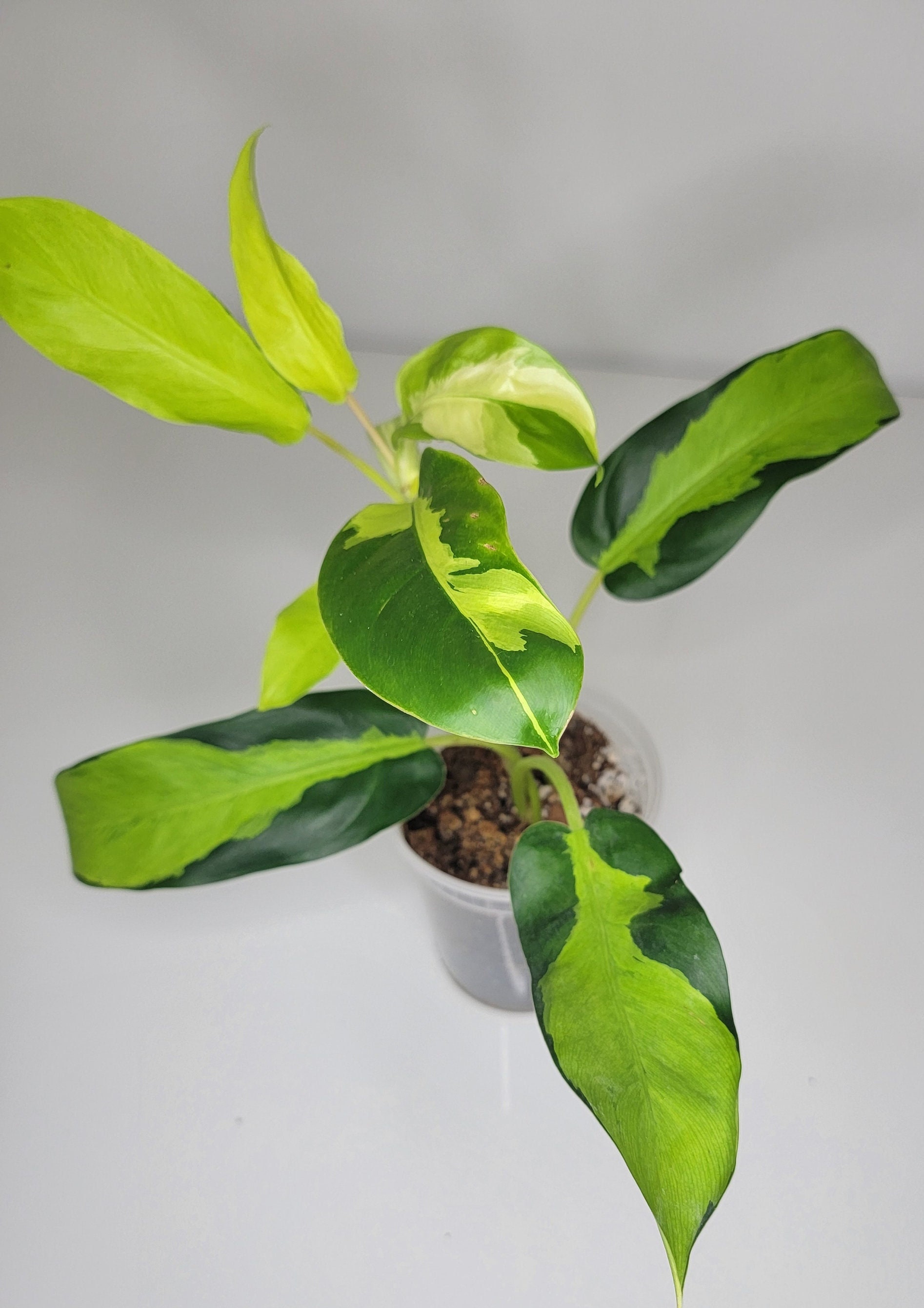 Philodendron Thai Sunrise Variegated, Perfect Gift | Rare Plants | House  Plant | Fully Rooted Thaisunrise | US Seller | Great Gift - Etsy
