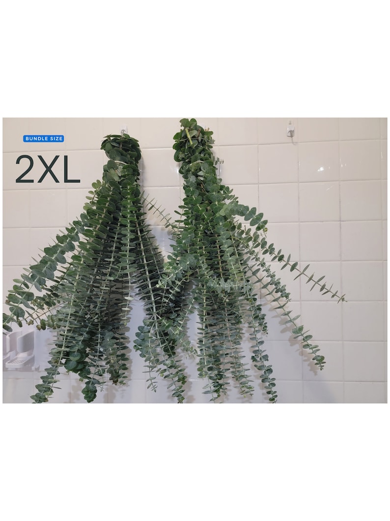 Fresh Eucalyptus Shower Bundle, Eucalyptus Shower Bundle, Indoor Eucalyptus Cuttings, Eucalyptus Plant, Eucalyptus Decor, Eucalyptus Bundle image 4