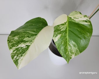 Monstera Albo variegatedVariegated | Rare Plants | House Plant | Fully rooted | US Seller | Great Gift | Albo