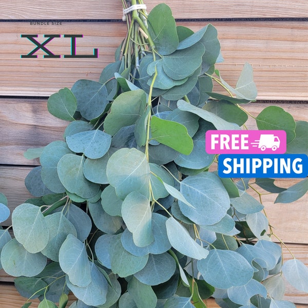 Fresh Silver Dollar Eucalyptus Bundle, Silver Dollar, Wedding Eucalyptus, Wedding Decor, Fresh Floral Greenery, DIY Eucalyptus Garland