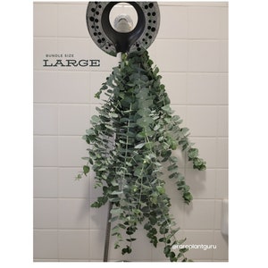 Fresh Eucalyptus Shower Bundle, Eucalyptus Shower Bundle, Indoor Eucalyptus Cuttings, Eucalyptus Plant, Eucalyptus Decor, Eucalyptus Bundle image 3